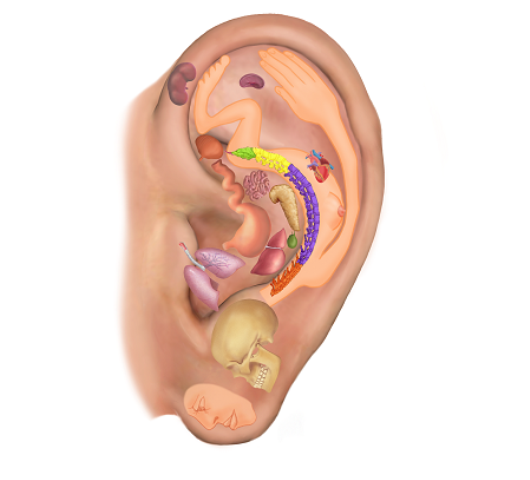 Réflexologie auriculaire ou auriculothérapie à montreal